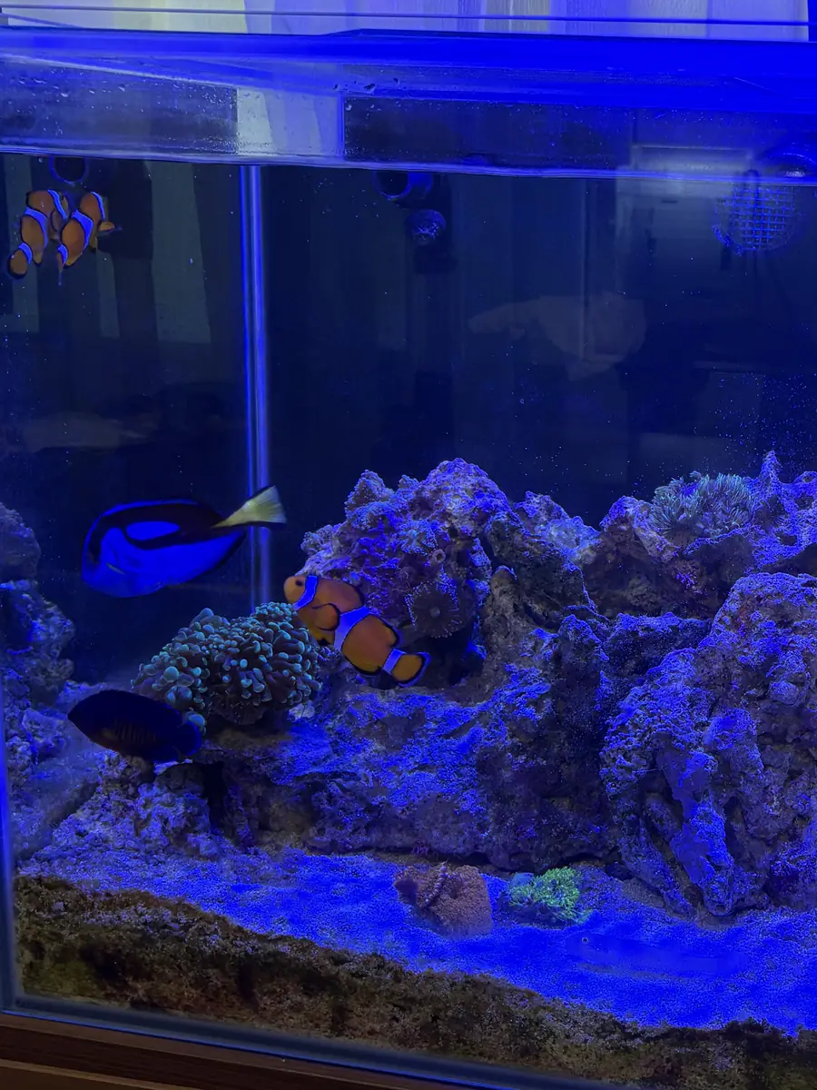 中古で買った60cm水槽の様子。クマノミや青い魚が泳ぎ、岩にサンゴが付いている
