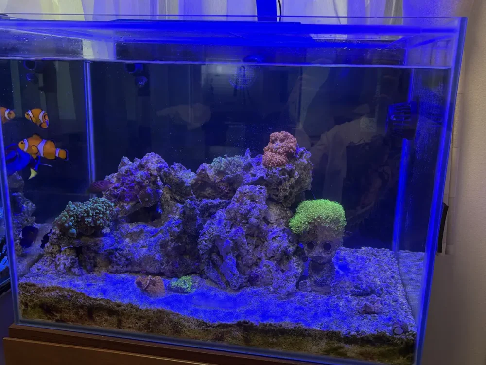 中古で買った60cm水槽を正面から見た様子。水槽台とライトが付き、岩組みとサンゴ、クマノミが見える