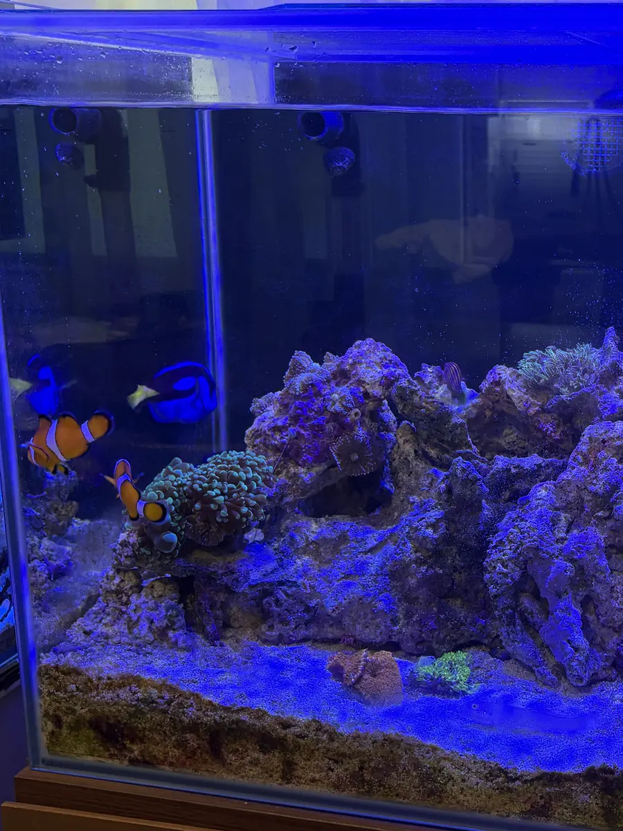 中古で買った60cm水槽の様子。岩のそばをクマノミが泳いでいる
