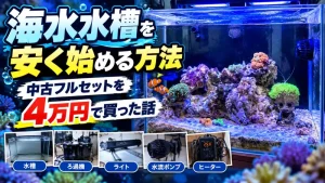 海水水槽を安く始める方法｜中古フルセットを4万円で買った話のアイキャッチ