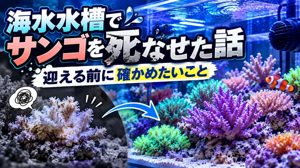 海水水槽でサンゴを死なせた話。迎える前に確かめたいこと