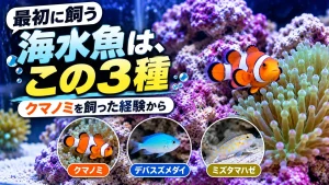 最初に飼う海水魚は、この3種｜クマノミを飼った経験から