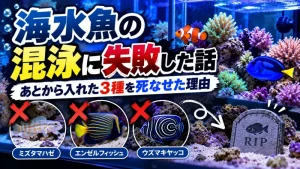 海水魚の混泳に失敗した話。あとから入れたミズタマハゼ・エンゼルフィッシュ・ウズマキヤッコを死なせた理由