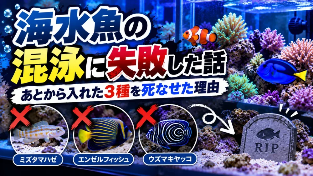 海水魚の混泳に失敗した話。あとから入れたミズタマハゼ・エンゼルフィッシュ・ウズマキヤッコを死なせた理由