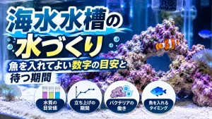 海水水槽の水づくり。魚を入れてよい数字の目安と待つ期間