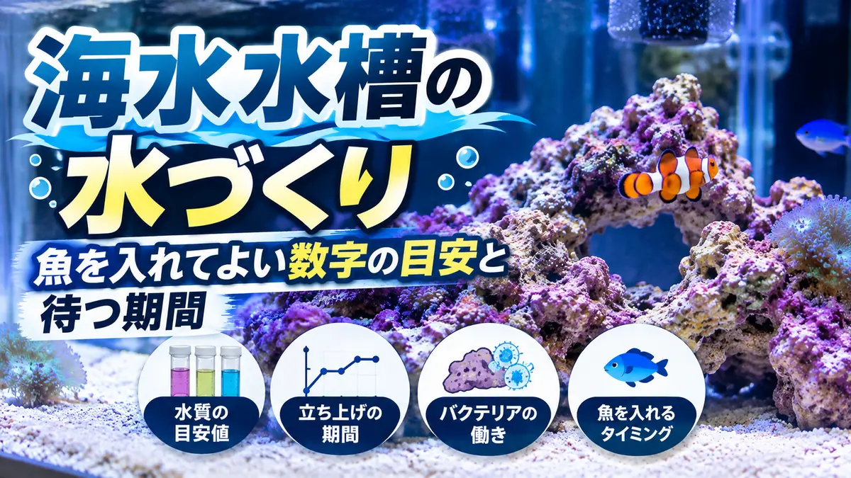 海水水槽の水づくり。魚を入れてよい数字の目安と待つ期間