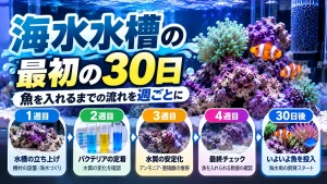 海水水槽の最初の30日｜魚を入れるまでの流れを週ごとに