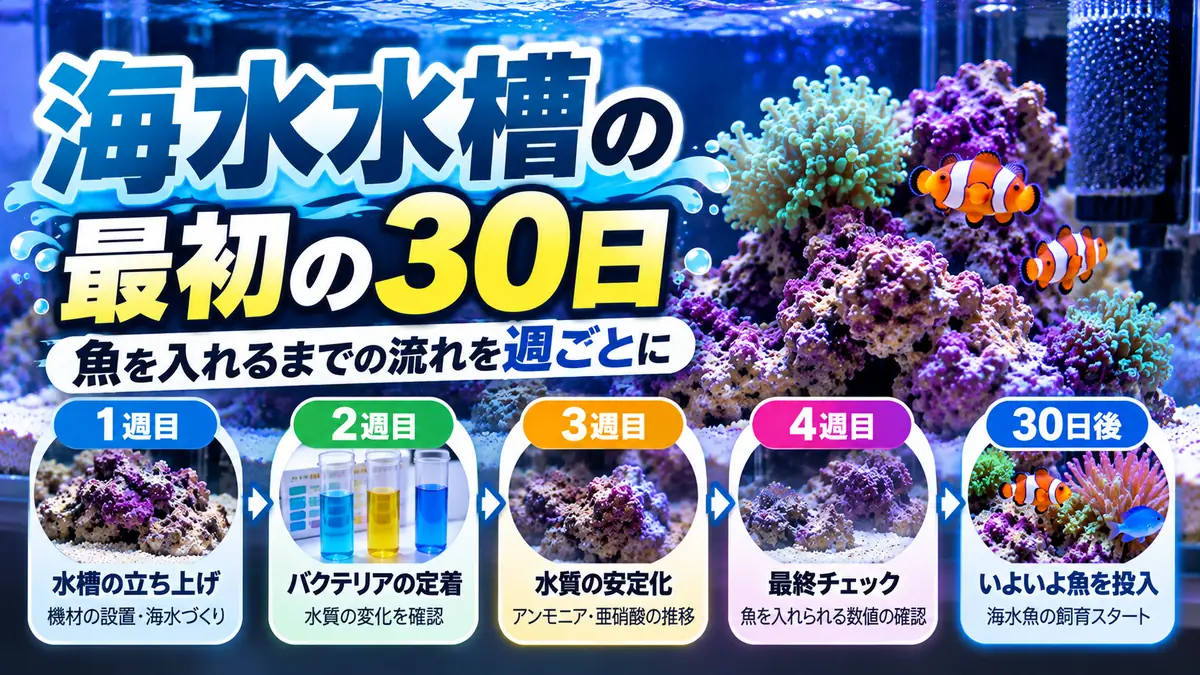 海水水槽の最初の30日|魚を入れるまでの流れを週ごとに