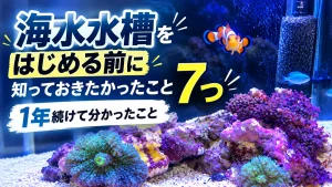 海水水槽をはじめる前に知っておきたかったこと7つ。クマノミと青い魚、サンゴのいる水槽
