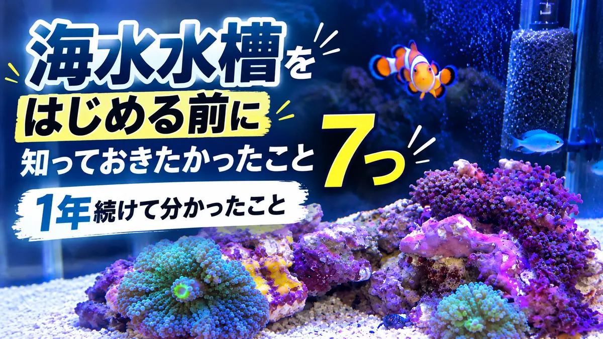 海水水槽をはじめる前に知っておきたかったこと7つ。クマノミと青い魚、サンゴのいる水槽