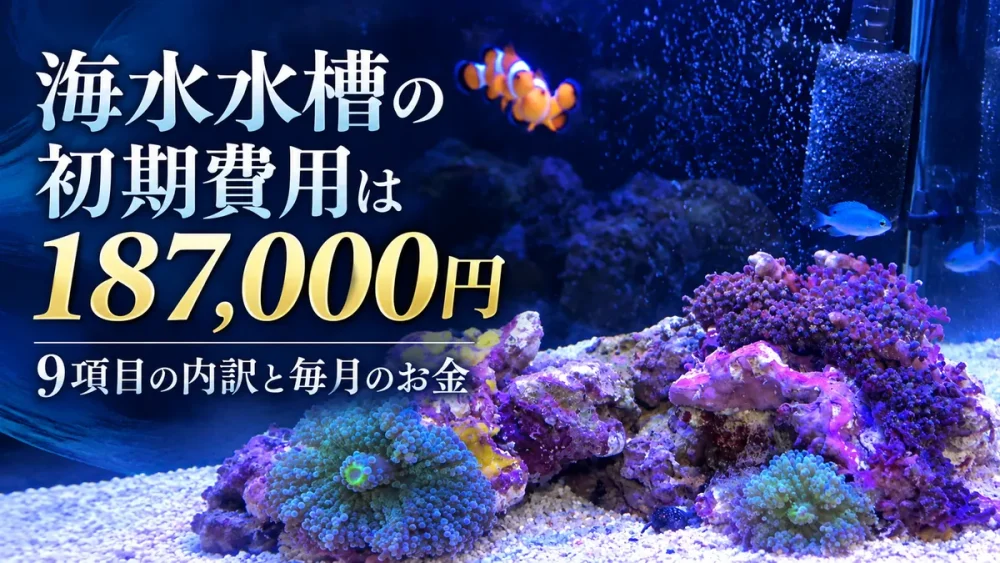 クマノミと青い魚、サンゴが写る海水水槽の写真。「海水水槽の初期費用は187,000円　9項目の内訳と毎月のお金」の文字入り