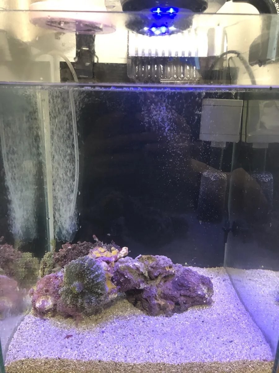 立ち上げ当初の水槽。砂の上にライブロックが置かれていて、魚の姿は見えない