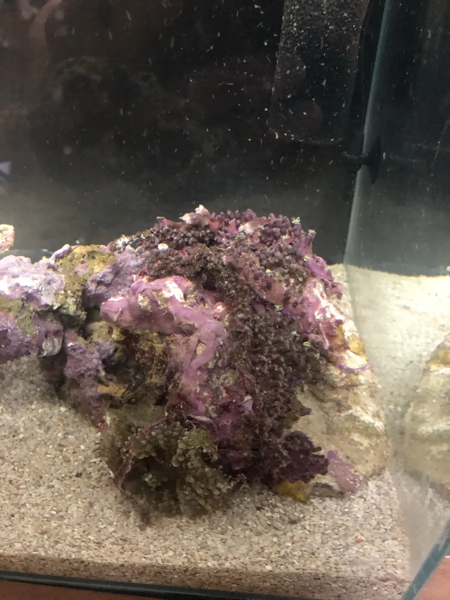 立ち上げ当初の水槽のライブロックを近くから撮った写真。岩の表面に茶色っぽいものが付いている