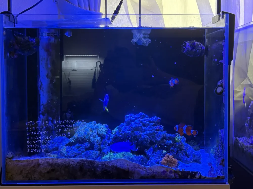 いまの60cmの海水水槽の正面。水槽台の上に置いていて、岩とサンゴの上をクマノミなどが泳いでいる