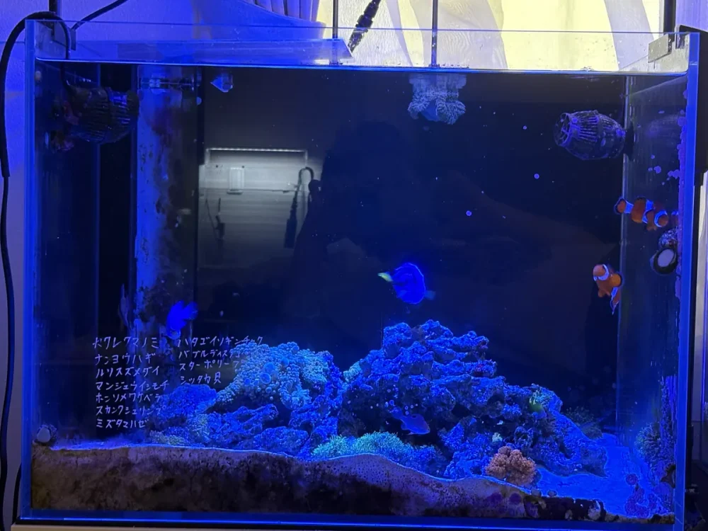 いまの60cmの海水水槽の正面。青い照明の中で、岩とサンゴの上をクマノミなどが泳いでいる